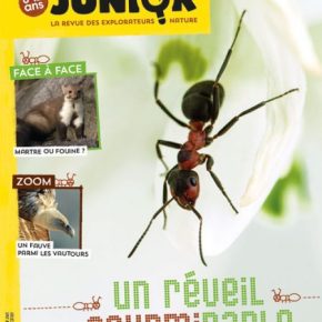 Salamandre junior, la revue des explorateurs nature de 8 à 12&nbsp;ans