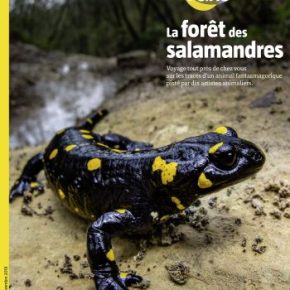Salamandre, la revue des curieux de nature – 248 : octobre-novembre 2018