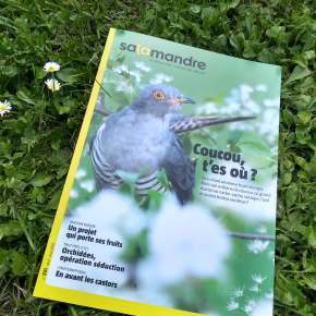 Salamandre, la revue des curieux de nature – 251 : avril-mai&nbsp;2019
