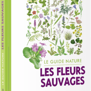 Le Guide nature : Les Fleurs&nbsp;sauvages