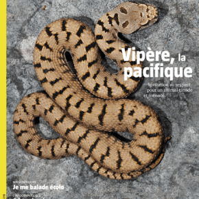 Salamandre, la revue des curieux de nature – 252 : juin-juillet&nbsp;2019