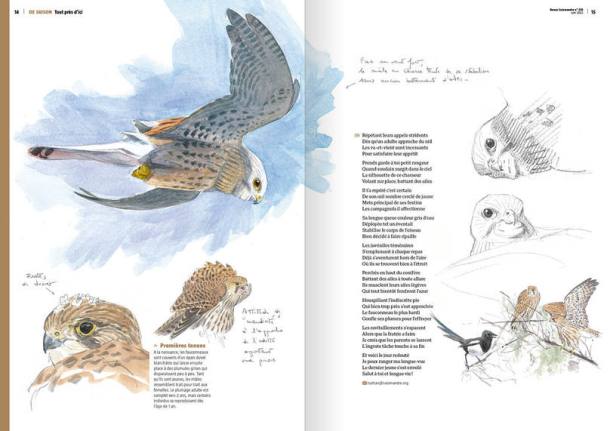 les-ailes-de-la-mer_1464_fr_628de8f0b5ded