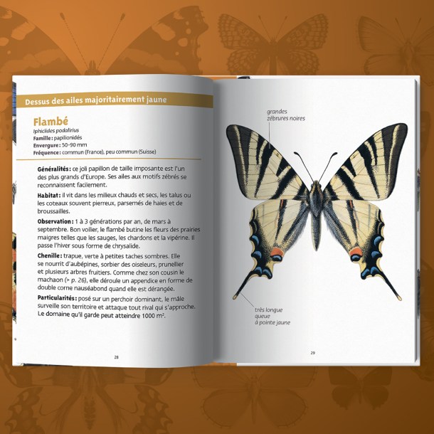 1080X1080_PLN_PAPILLONS_DP1