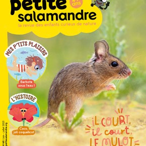 Petite Salamandre, 4-7 ans : Juin-Juillet&nbsp;2023
