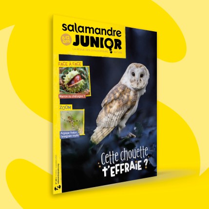 Fonds_Revues_octobre2023_SAJ