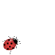 ladybug-46.gif