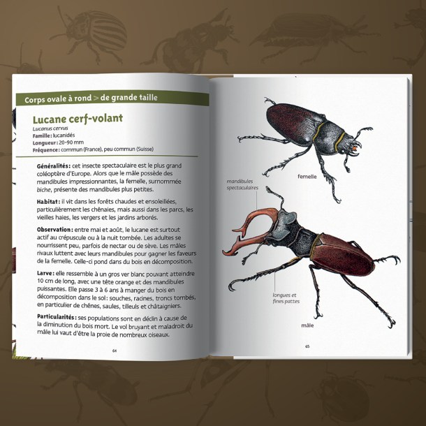 1080X1080_PLN_COLEOPTERES_DP2