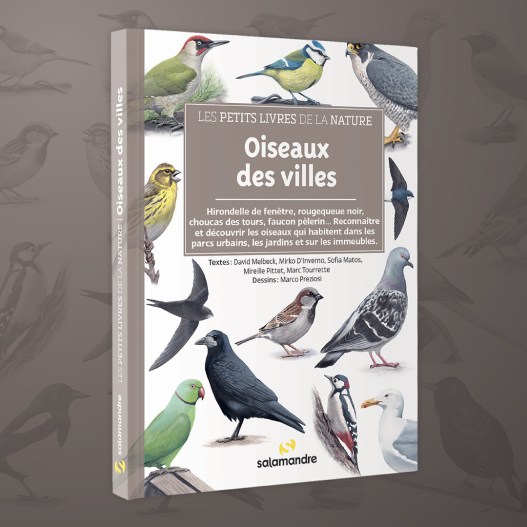 1080X1080_PLN_OISEAUX_DES_VILLES