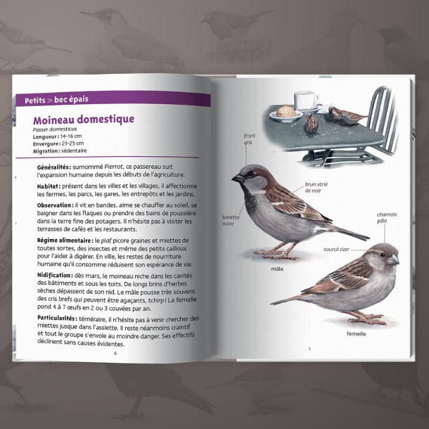 1080X1080_PLN_OISEAUX_DES_VILLES_DP1