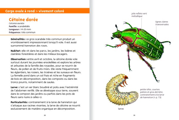 PLN-COLEOPTERES_13-12-23_38-39