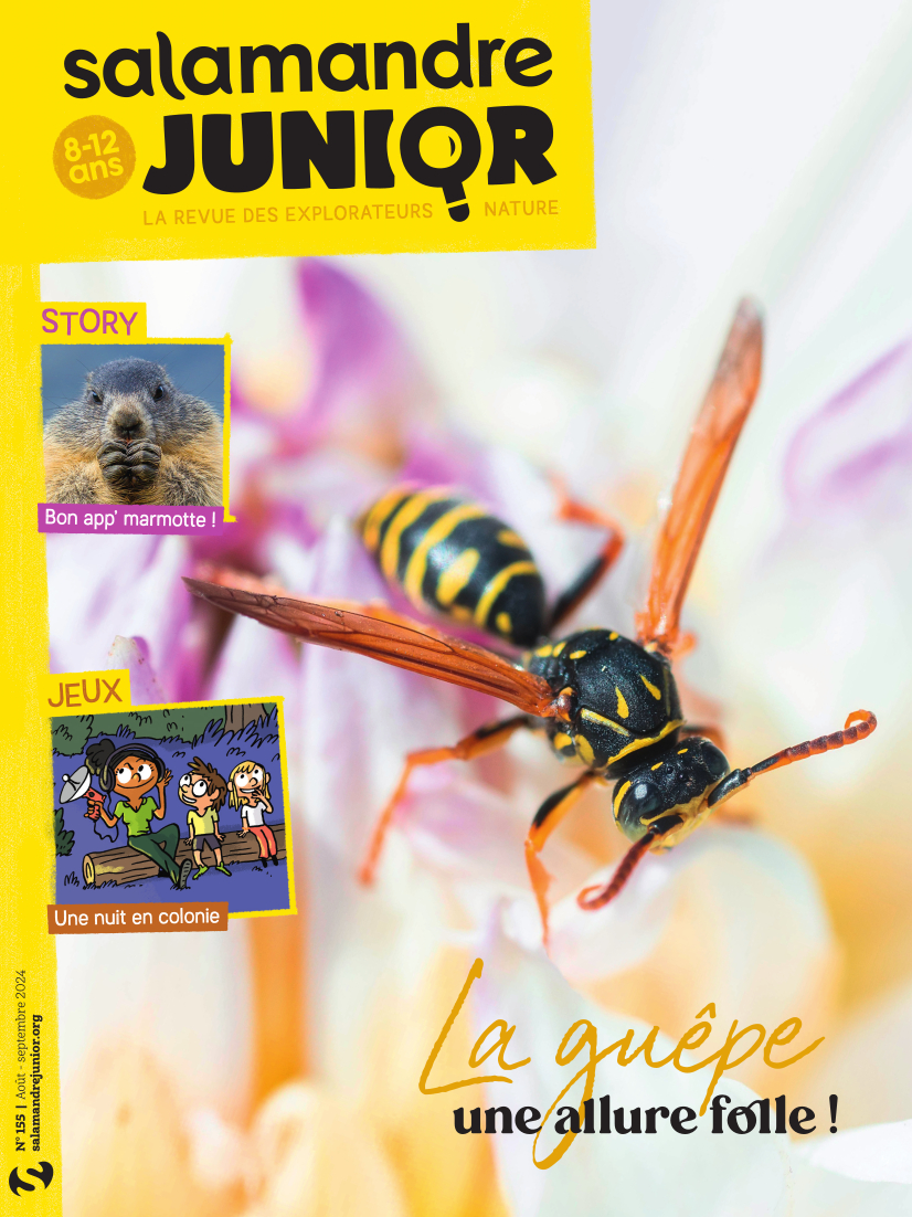 SAJ155 couverture