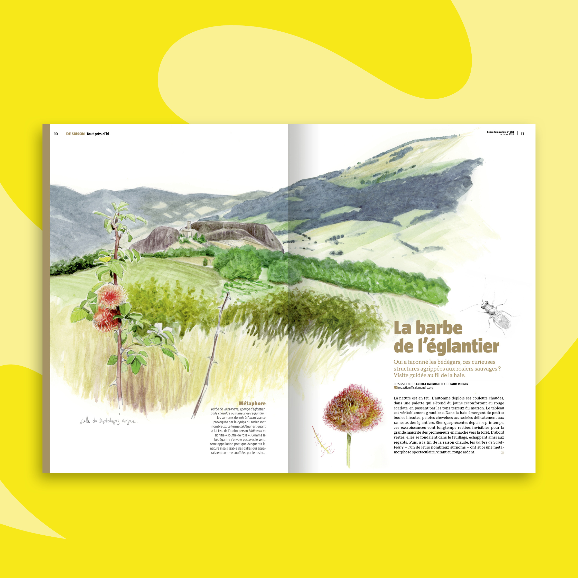 Fonds_Revues_OCT-NOV24_SAL4