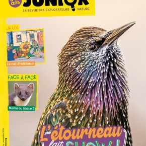 Salamandre Junior, 8-12 ans : Octobre-Novembre 2024