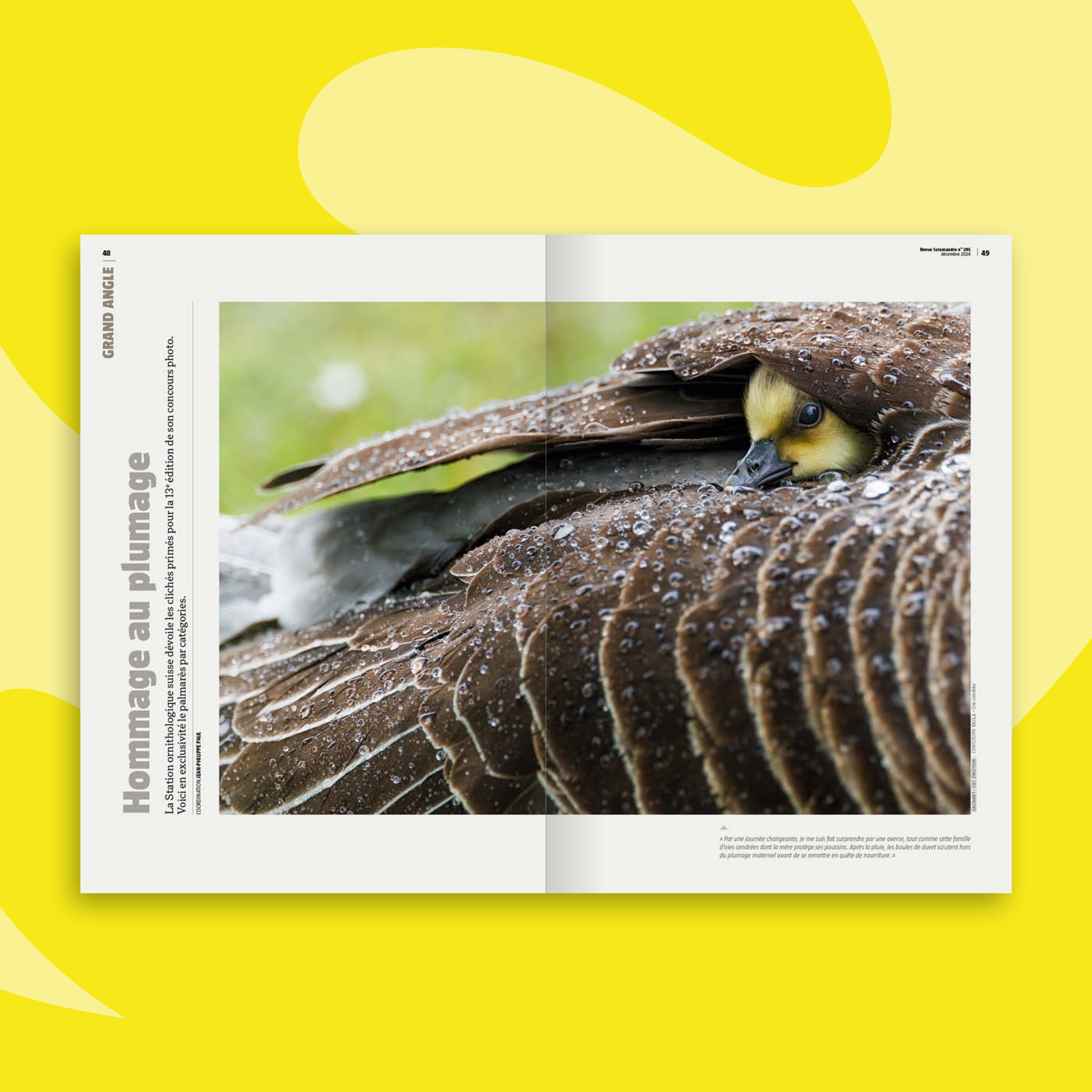 Fonds_Revues_DEC-JANV25_SAL3