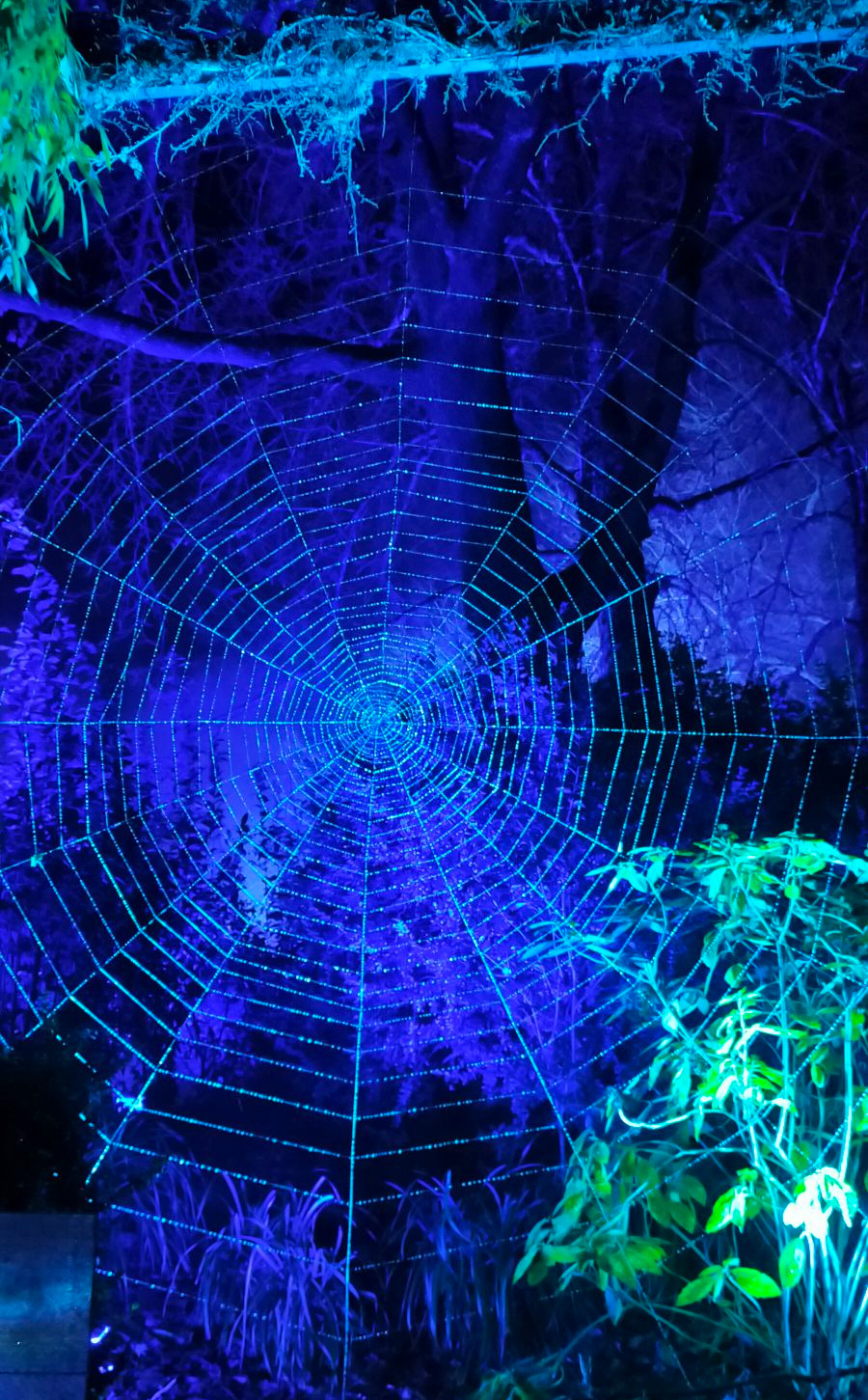 img202501042038376464633899267497907