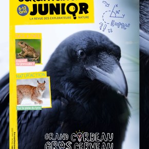 Salamandre Junior, n°528 : Grand corbeau, gros&nbsp;cerveau