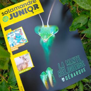 Salamandre Junior, n°159 : La Mante religieuse&nbsp;débarque