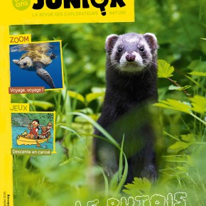 Salamandre Junior, n°160 : Le Putois qui a pété&nbsp;?