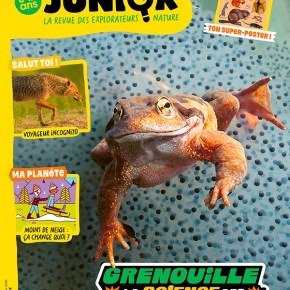 Salamandre Junior, n°164 : Grenouille : la science des&nbsp;métamorphoses