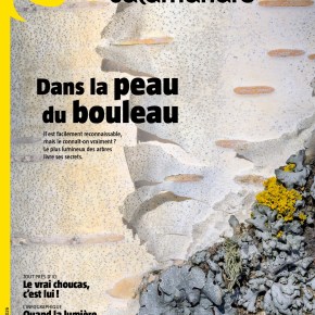La Salamandre, n°292 : Dans la peau du&nbsp;bouleau