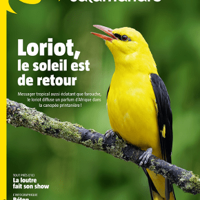 La Salamandre, n°293 : Loriot, le soleil est de&nbsp;retour