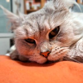 Je vous présente… Roxy&nbsp;<3