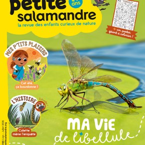 Petite Salamandre, n°66 : Ma vie de&nbsp;libellule