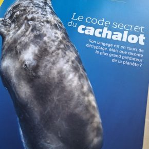 La Salamandre, n°295 : Le Code secret du&nbsp;cachalot