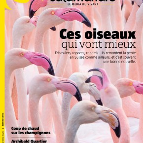 La Salamandre, n°296 : Ces oiseaux qui vont&nbsp;mieux